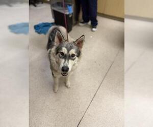 Siberian Husky-Unknown Mix Dogs for adoption in Riverside, CA, USA
