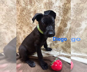 Great Dane-Unknown Mix Dogs for adoption in Jackson Township, NJ, USA