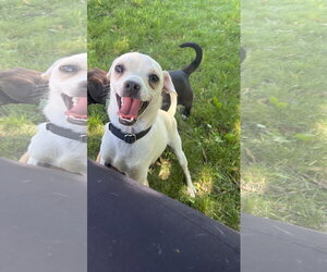 Chihuahua-Unknown Mix Dogs for adoption in New London, WI, USA