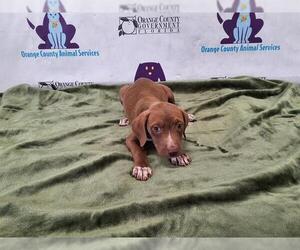 American Pit Bull Terrier-Treeing Walker Coonhound Mix Dogs for adoption in Orlando, FL, USA