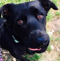 View Ad: Labrador Retriever Dog for Adoption near ...