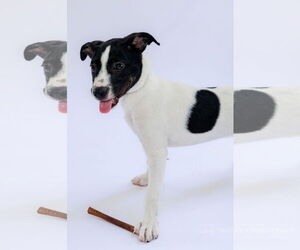 Jack-Rat Terrier Dogs for adoption in The Woodlands, TX, USA