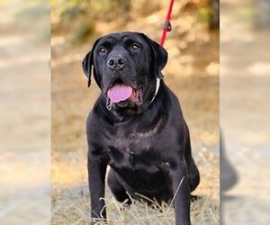 Labrador Retriever Dogs for adoption in Salinas, CA, USA