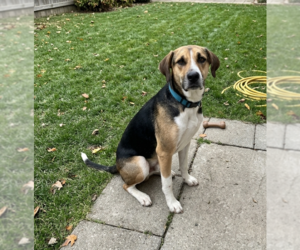 Medium Photo #1 Labrador Retriever-Unknown Mix Puppy For Sale in Genesee, WI, USA