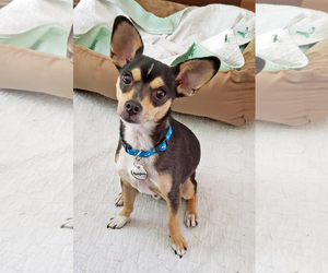 Chipin Dogs for adoption in Oakhurst, NJ, USA