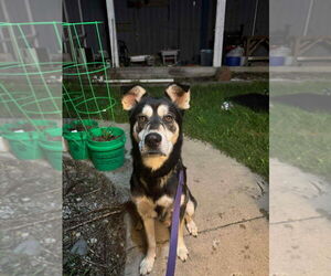 Huskies -Unknown Mix Dogs for adoption in Pierceton , IN, USA