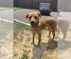 Labrador Retriever-Unknown Mix Dogs for adoption in Coppell, TX, USA