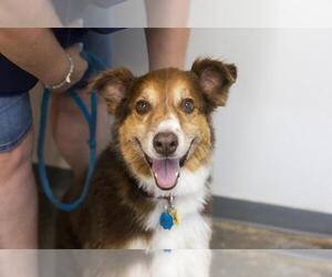 Australian Shepherd-Unknown Mix Dogs for adoption in Mountain Home, AR, USA