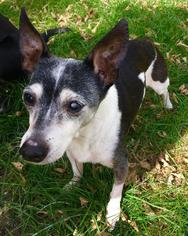 Rat Terrier Dogs for adoption in Princeton, MN, USA