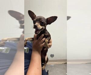 Chihuahua Dogs for adoption in Bakersfield, CA, USA