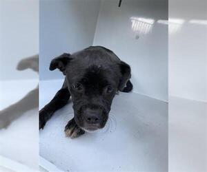 Pug-Unknown Mix Dogs for adoption in Houston, TX, USA