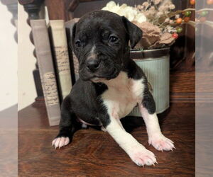Catahoula Leopard Dog-Unknown Mix Dogs for adoption in Vail, AZ, USA