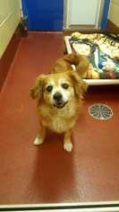Pomeranian Dogs for adoption in Accident, MD, USA