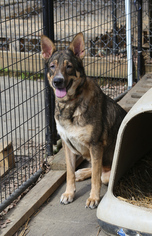 German Shepherd Dog Dogs for adoption in Nesbit, MS, USA