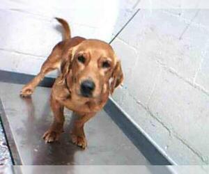 Medium Photo #1 Beagle Puppy For Sale in Atlanta, GA, USA