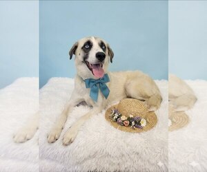 Golden Labrador Dogs for adoption in Mt. Laurel, NJ, USA