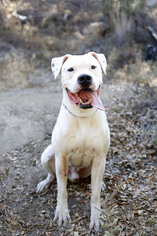 Dogo Argentino Dogs for adoption in Santa Monica, CA, USA