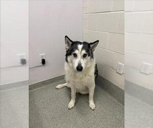 Siberian Husky Dogs for adoption in Fort Collins, CO, USA