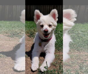 Pomeranian Dogs for adoption in Bon Carbo, CO, USA