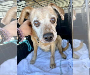 Beagle-Unknown Mix Dogs for adoption in Salt Lake City, UT, USA