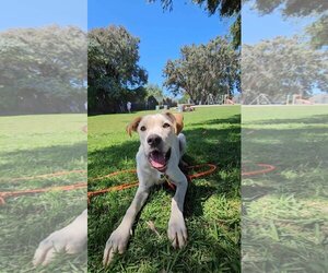 Lab-Pointer Dogs for adoption in Escondido, CA, USA