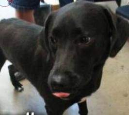 Medium Photo #1 Labrador Retriever-Unknown Mix Puppy For Sale in Irving, TX, USA