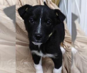 Mutt Dogs for adoption in Thief River Falls, MN, USA