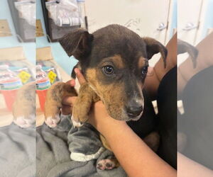 Anatolian Shepherd-Doberman Pinscher Mix Dogs for adoption in Amarillo, TX, USA