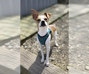 Jack Russell Terrier-Unknown Mix Dogs for adoption in Woodsfield, OH, USA