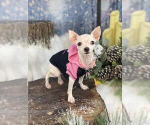 Chihuahua Dogs for adoption in Garland, TX, USA