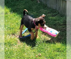 Coonagle Dogs for adoption in Sheboygan, WI, USA