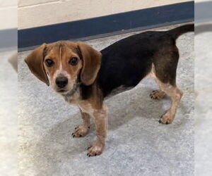 Beagle-Unknown Mix Dogs for adoption in Spring Lake, NC, USA