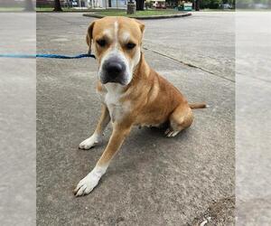 Labrador Retriever-Unknown Mix Dogs for adoption in Pasadena, TX, USA