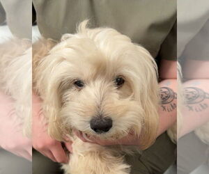 Poodle (Miniature)-Unknown Mix Dogs for adoption in Chico, CA, USA