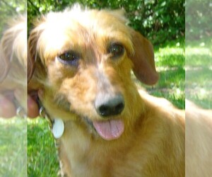 Dachshund-Unknown Mix Dogs for adoption in Issaquah, WA, USA