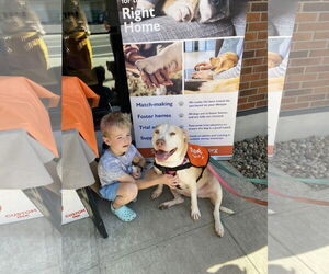 Labrador Retriever-Staffordshire Bull Terrier Mix Dogs for adoption in Bellevue, WA, USA