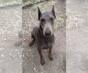 Doberman Pinscher Dogs for adoption in New Orleans, LA, USA