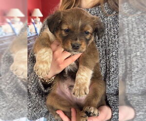 Mutt Dogs for adoption in Garden City, NY, USA