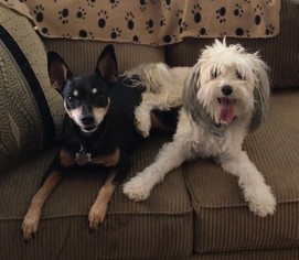 Miniature Pinscher Dogs for adoption in Orange, CA, USA