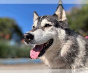 Siberian Husky Dogs for adoption in Santa Cruz, CA, USA