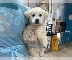 Great Pyrenees-Unknown Mix Dogs for adoption in Raleigh, NC, USA