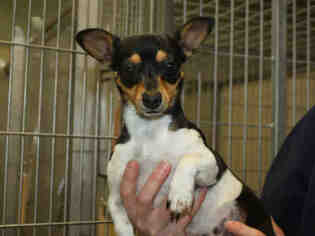 Medium Photo #2 Rat Terrier-Unknown Mix Puppy For Sale in Placerville, CA, USA