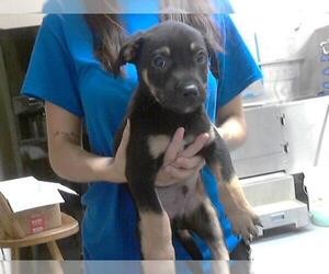 Labrador Retriever-Unknown Mix Dogs for adoption in Fayetteville, NC, USA