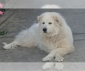 Great Pyrenees Dogs for adoption in Fremont, CA, USA