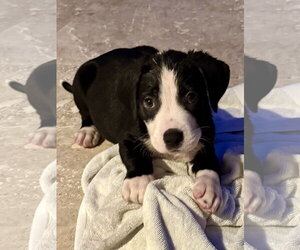 Labrador Retriever Dogs for adoption in Boca Raton, FL, USA