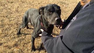 Labrador Retriever-Unknown Mix Dogs for adoption in Dallas, TX, USA
