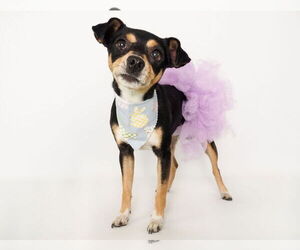 Chipin Dogs for adoption in phoenix, AZ, USA