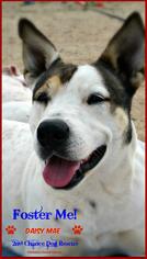 Australian Kelpie-Unknown Mix Dogs for adoption in Queen Creek, AZ, USA