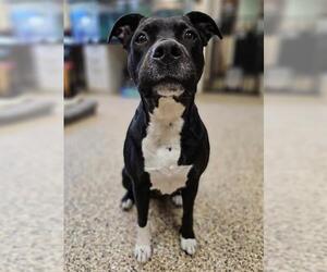 American Pit Bull Terrier-Labrador Retriever Mix Dogs for adoption in Frisco, CO, USA