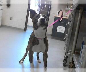American Pit Bull Terrier Dogs for adoption in Fayetteville, NC, USA